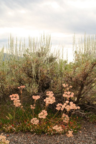 Trip (73).JPG - Wild flowers at the Tetons National Park